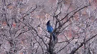 Stock Video - Stellar Jay in the brush in the Utah wilderness