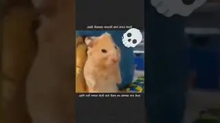 🥹👉👈 #funny #comedy #memes