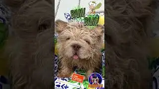 #georgia #doemaker478bluebullys #frenchbulldog #fluffy #floodle #big #rope #frenchie