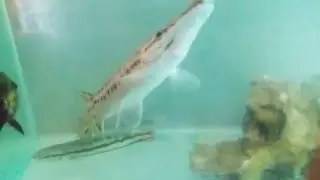 My Gar eats Big fish :)