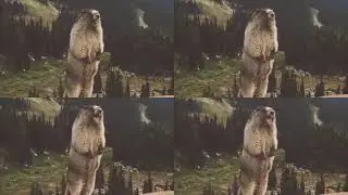 64 angry screaming groundhog