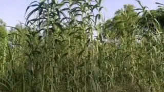 متل القصب كلمات والحان عصام الخطيب وتوزيع باسل داوود