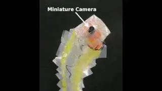 Series Pneumatic Artificial Muscles (sPAMs) and Application to a Soft Continuum Robot
