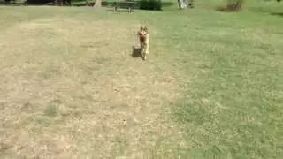 Advanced dog obedience | Precision K9 Work