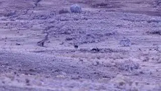 'Mortal Danger': Man Approaches Pack of Wolves in Yellowstone