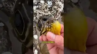 &ldquo;El Pez que se Convierte en Bola&rdquo;🐡😱