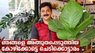 വലിയ ചെടികൾ കൊണ്ട് ഞങ്ങളെ അത്ഭുതപെടുത്തിയ കോഴിക്കോട്ടെചെടിക്കൊട്ടാരം | Leaf Indoor Plants Kozhikode