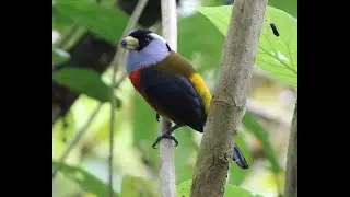 Birding Colombia: A Visit to Araucana Lodge