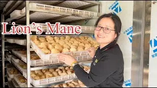 Lion's mane's growing, processing and health benefits