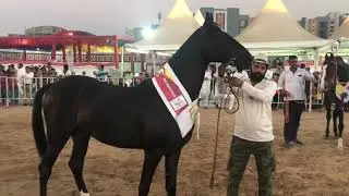 Horse show, Ahmedabad, Gujarat