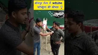 सोनपुर मेला में व्हाइट फॉर्च्यूनर घोड़ी की कीमत सुनकर हैरान हो जायेंगे 😱 || Sonpur Mela 2024 #shorts
