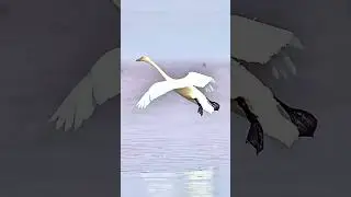 what a great landing technique taught by nature to a bird with clear application of aerodynamics