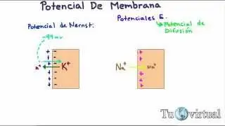 Fisiolog&iacute;a - Potencial de difusi&oacute;n, potencial de membrana, potencial de Nernst