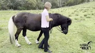 Power of Walk Poem By the Horse
