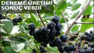 'Aronya' Meyvesi Karadeniz'e Yayılıyor