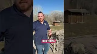 Aggression Desensitization Training | Real Behavior Rehab in Action | Unleashed K9 Dog Training