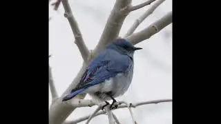  Pretty little birds eating fruit in my yard.