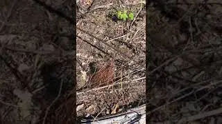 Tree Survival Rate