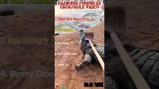 Laughing with Crocs: Best Funny Crocodile Videos Ranked #funnyvideo #funnyshorts #funny
