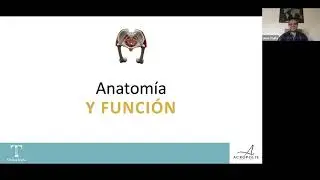 Webinar Acrópolis Capacitaciones: Introducción a los Conceptos de Suelo Pélvico