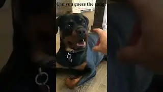Can you guess the song? #dog #guess #music #shorts #tiktok