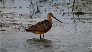 Marbled godwit (Limosa fedoa) at Bison Watering Hole-Grasslands National Park- explore.org