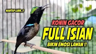 SUARA BURUNG KOLIBRI NINJA GACOR FULL NEMBAK ISIAN MEWAH !! PANCINGAN KONIN BAHAN AGAR CEPAT EMOSI