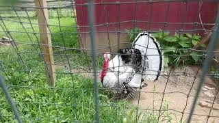 ROYAL PALM TOM TURKEY FROM FLORIDA