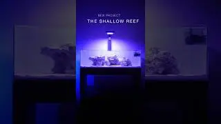 SHALLOW REEF TANK DAY 1