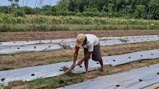 The Process of Covering Mulch Plastic with Soil Using Simple Tools - Agriculture Farming