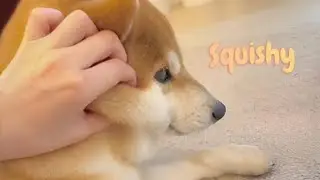 Shibes are bread