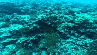 Mix best time diving coral reef bandos rock turtles maldives