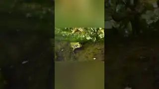 Frog photography 🐸