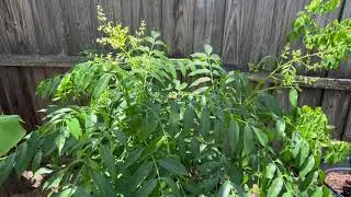 My June Plum Getting Big and Stronger! Grow In A Pot With Lots Of Fruits and Flowers