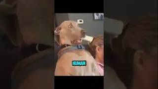 Why Your Dog Stares At Walls (and Why It&rsquo;s Terrifying) #funny #pets #scary