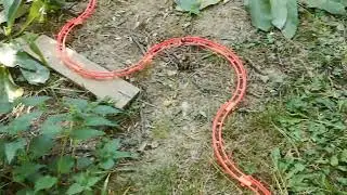 Amazing garden Marble Run