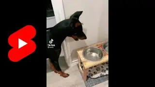 Cute food reaction | Doberman Dog | Aww Club