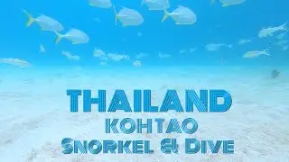 THAILAND SNORKELING/DIVING #9 | Koh Tao: Aow Leuk Beach, Hin Wong Beach