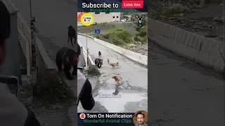 2 Wonderful Animal Clips you e 🐆LUNA  #animals #animalshort #animalclips