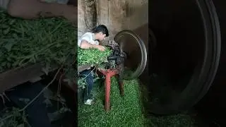 Harvesting Animal Feed with a Toke Machine | Farming Life in Action!