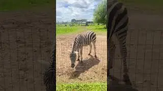 ZEBRA @ ELMSVALE JUNGLE ZOO CANADA