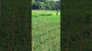 #scenicjourney ,#epicroutes ,#villagelifestyle, #ytshorts #song #love, #myvillagejourney,@roots_