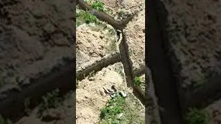 #airsoftguns #страйкбол #shortsvideo #pyrosoft #grenade #trench #airsoft #shortvideo