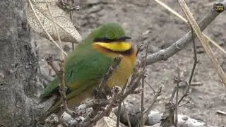 ~ Ptaki w Afryce - Żołna Mała ( Merops pusillus ) ~ Safari live