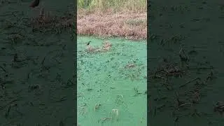 WHAT? BIRD EGGS ON WATER!