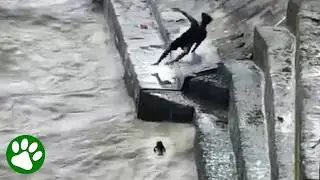 Heroic young man risks his life to save a baby calf
