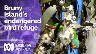 Discovering Endangered Birds on Bruny Island | Discovery | Gardening Australia