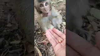 So adorable a little monkey #monkey #wildmonkey #wildlife #shortsvideo
