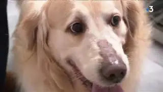 Attention à la Leishmaniose canine dans le département des Pyrénées-Orientales