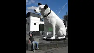 How Nipper The HMV Dog Grew From 30cm to 5m Tall